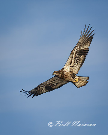 Bald Eagel Juvenile Soaring (1)