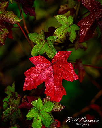 A Hint of Fall