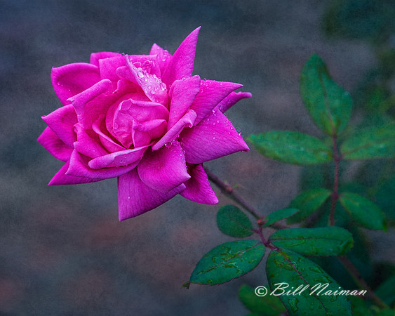 Pink Rose - Textured