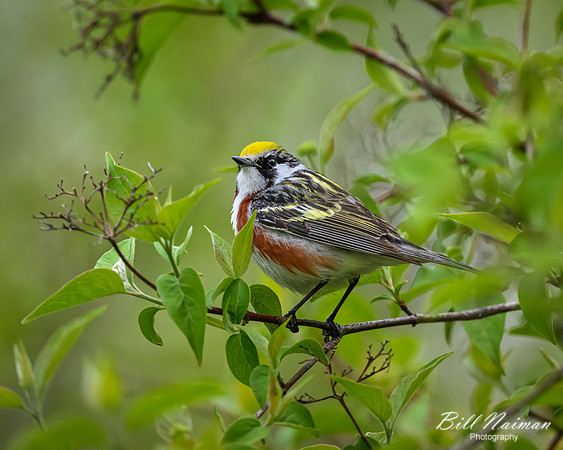 Chestnut-sided Warble - 2023