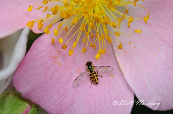 Rosa Palustris