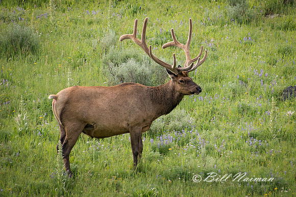 Bull Elk (3)