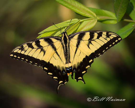 Yellow Swallowtail Butterfly