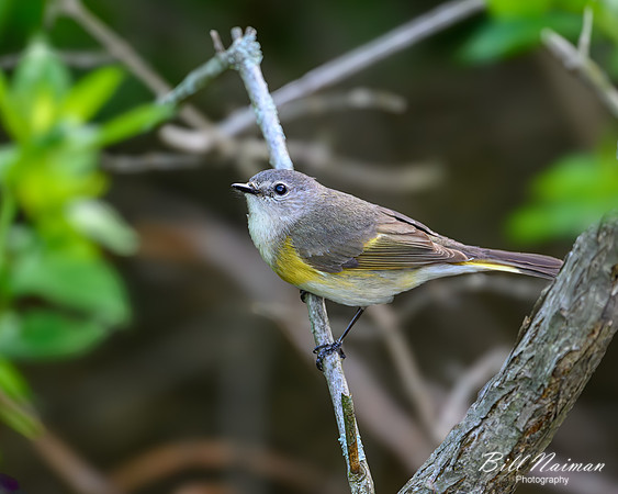 Nashville Warbler 2024_05_13-0455