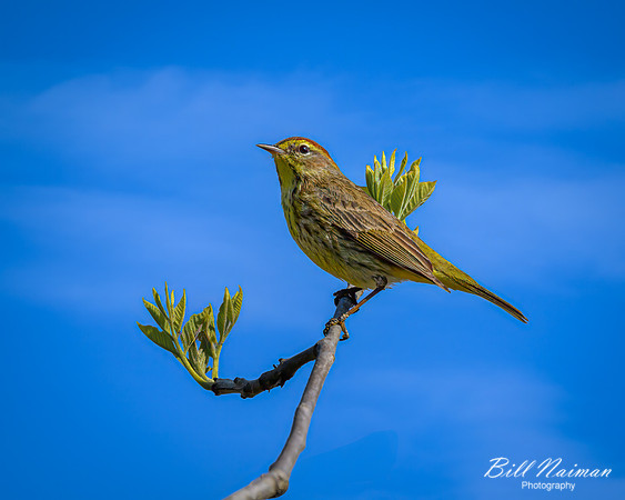 Palm Warbler - 2023