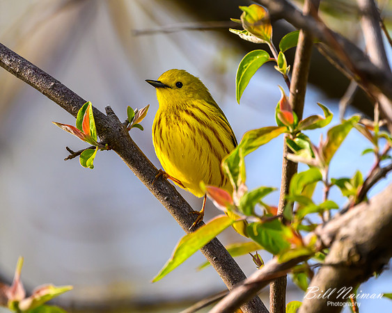 Yellow Warbler - 2023