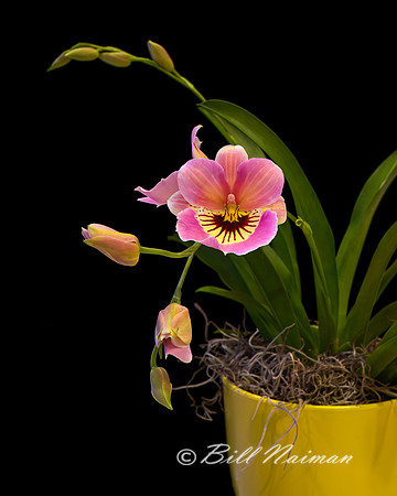 Pansy Orchid - Miltonia 2023 (1)