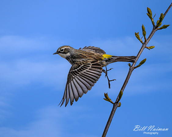 Yellow-rumped warbler - 2023 (3)