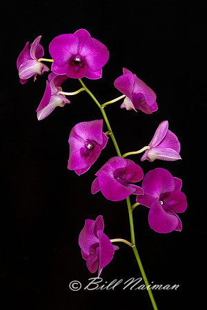 Dendrobium Orchid - 2023 (1)