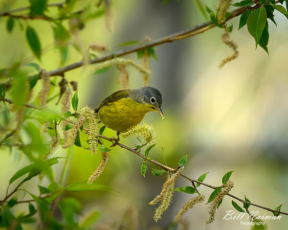 Nashville Warbler - 2023