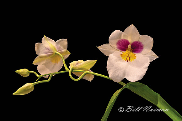 Pansy Orchid - Miltonia 2023 (2)