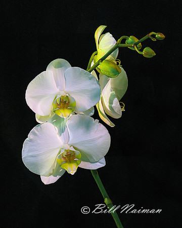 Moth Orchid - Phalaenopsis 2023 (1)