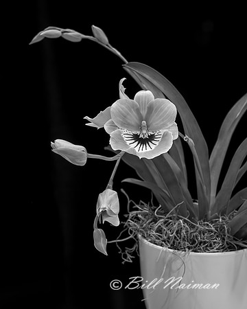 Pansy Orchid - Miltonia 2023 (1) B&W