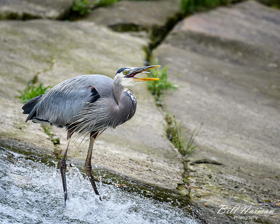 Blue Heron - Fishing (2)
