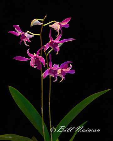 Cattleya Orchid - 2023 (1)