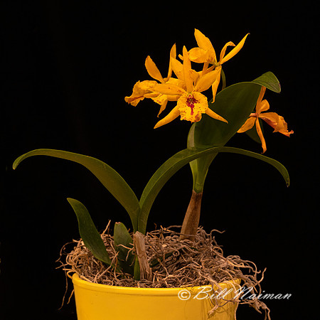 Encyclia orchid - 2023 (1)