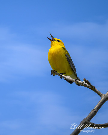 Prothonotary Warbler - 2023