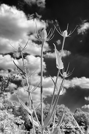 Fuller's Teasel