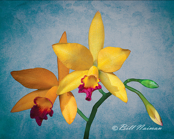 Cattleya Orchid - Painterly Textured 2023 (1)