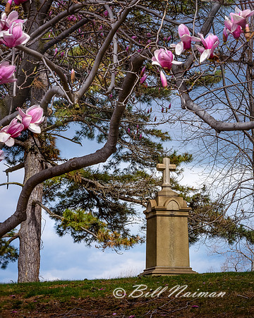 Magnolia with Cross