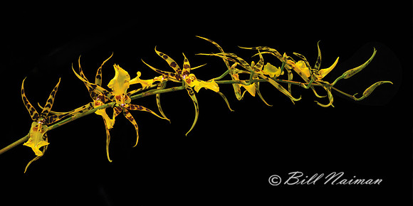 Spyder Orchid - Brassia 2023 (1)