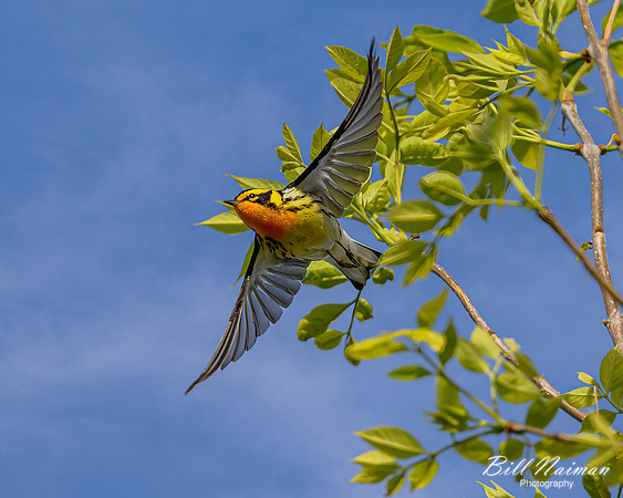 Blackburnian Warbler - 2023