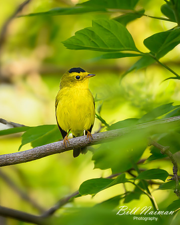 Wilson's Warbler - 2023