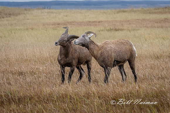 Badlands Big Horn Sheep Fall 2018 (2)