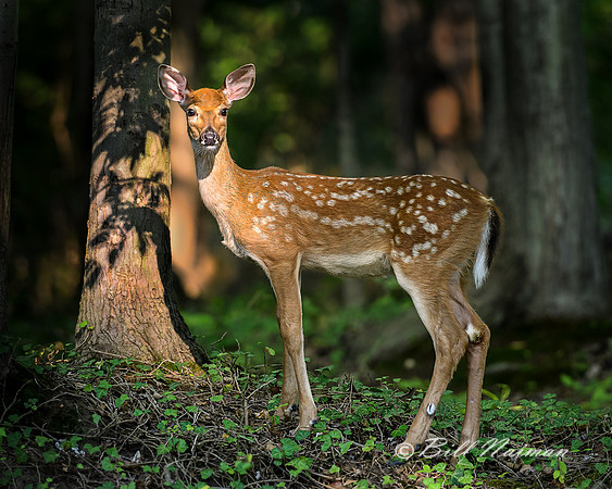 White Tail Fawn - (2)