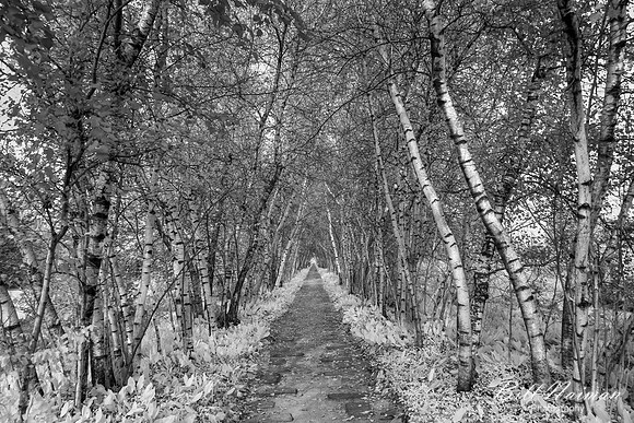 Beech Tree Arch Pathway - Infrared B&W