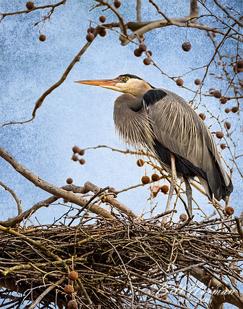 Blue Heron with Texture Background