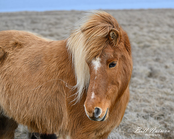 Icelandic Horses-2025_03_19-9633