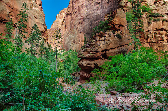Trail to Calf Creek Falls
