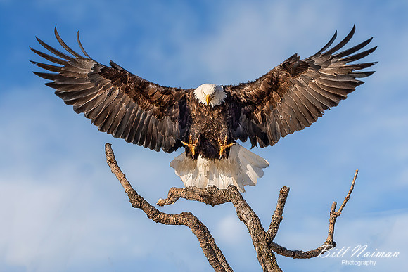 Bald Eagle Landing- 2021 (1)