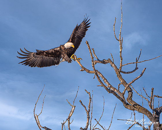 Bald Eagle Landing- 2021 (2)