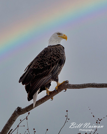 Bald Eagle  Perched - 2021