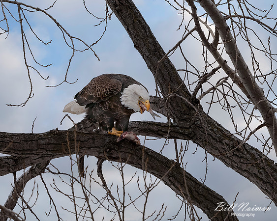 Bald Eagle Eating a Fish - 2021