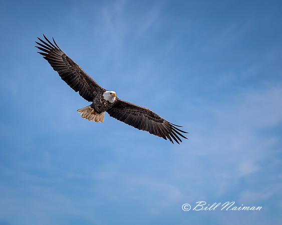 Bald Eagle Soaring - 2021 (1)