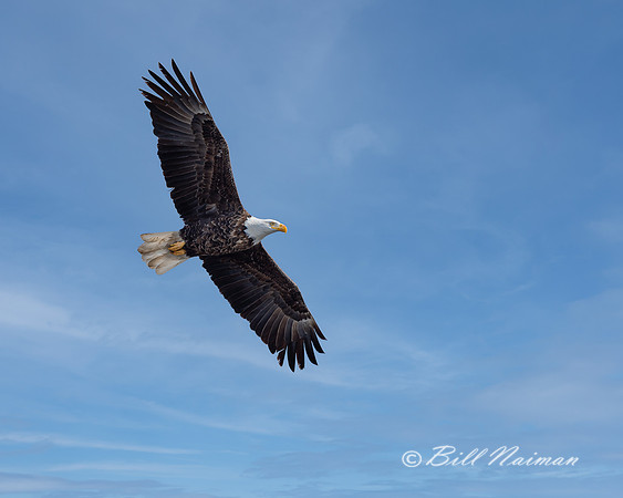 Bald Eagle Soaring - 2021 (2)