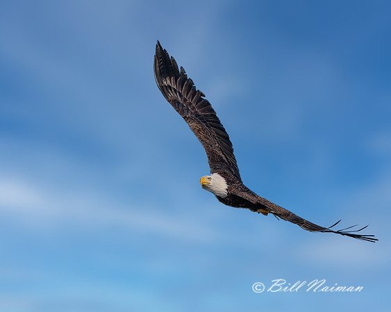 Bald Eagle Soaring - 2021 (3)
