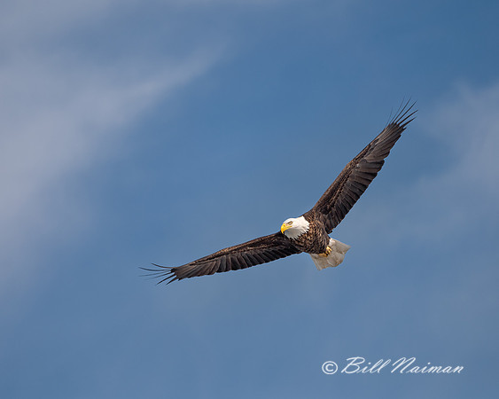 Bald Eagle Soaring - 2021 (4)