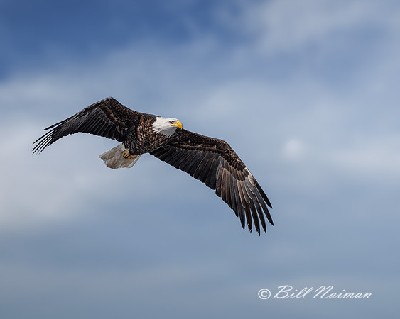Bald Eagle Soaring - 2021 (5)