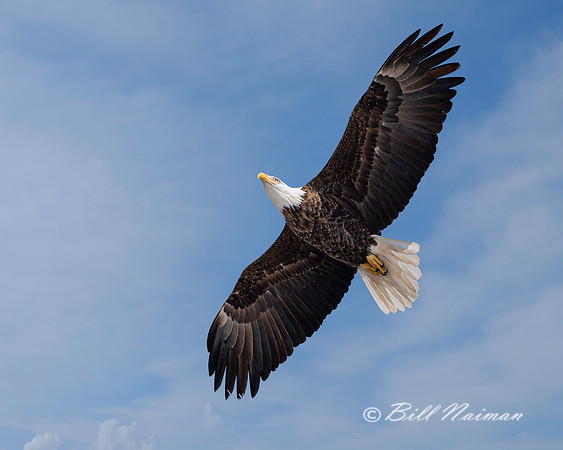 Bald Eagle Soaring - 2021 (6)