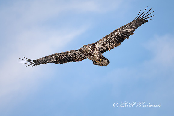 Bald Eagle Soaring - 2021 (1)