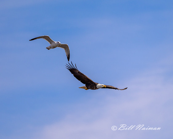 Bald Eagled Harassed by Gull - 2021 (1)