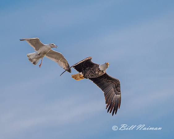 Bald Eagled Harassed by Gull - 2021 (2)