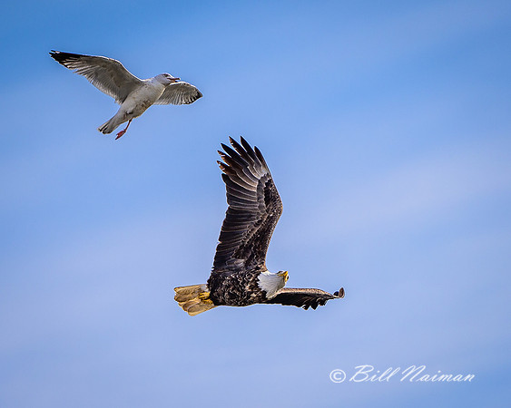Bald Eagled Harassed by Gull - 2021 (3)