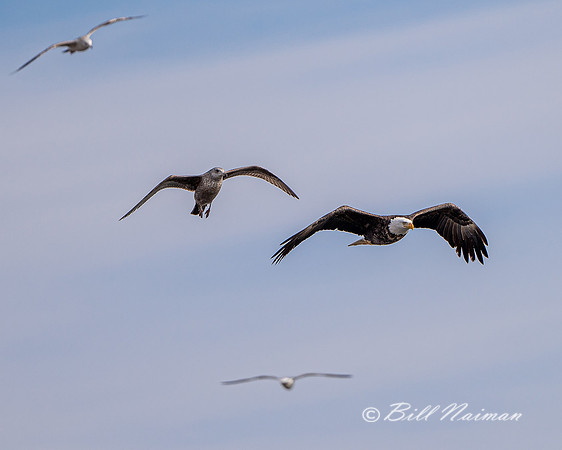 Bald Eagled Harassed by Gull - 2021 (4)