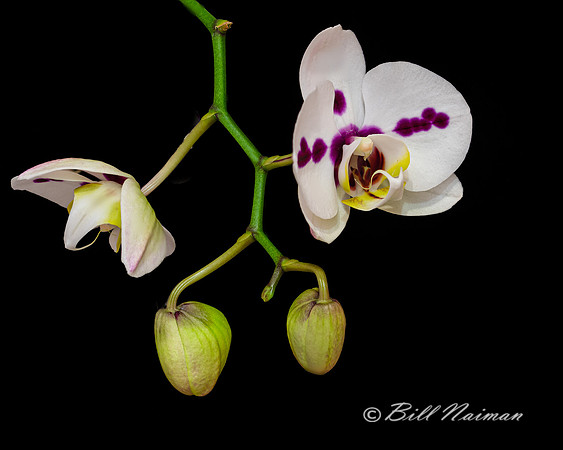 Moth Orchid 2021