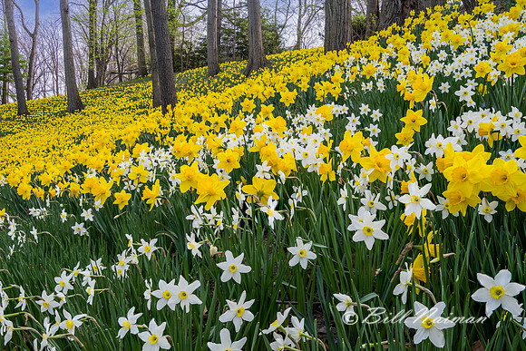 Lakeview Cemetery Daffodil Hill 2021 (1)